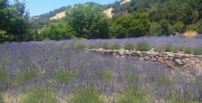 uphill lavender