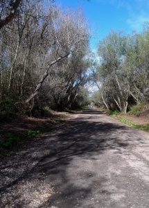 Oso Flaco trail