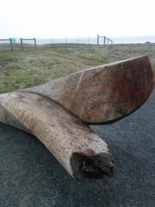 Whale bone bench